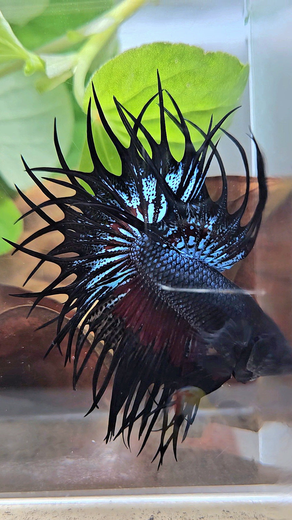 LUXURY XL KING CROWNTAIL BLACK ORCHID RED WASH BETTA FISH