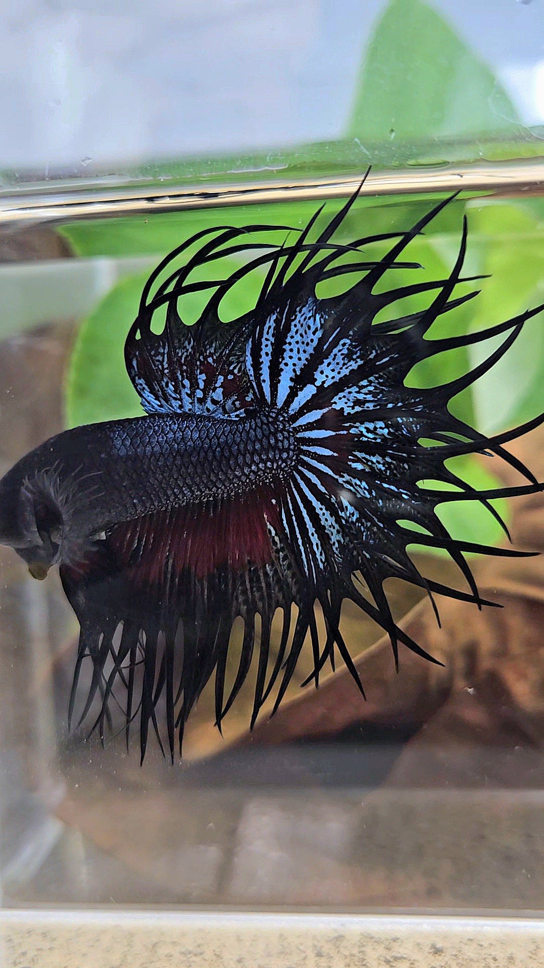 LUXURY XL KING CROWNTAIL BLACK ORCHID RED WASH BETTA FISH