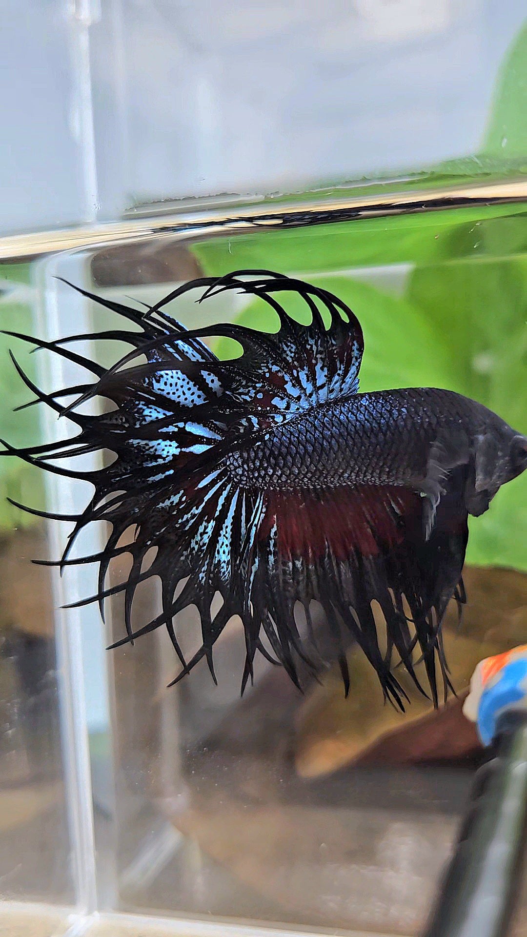 LUXURY XL KING CROWNTAIL BLACK ORCHID RED WASH BETTA FISH