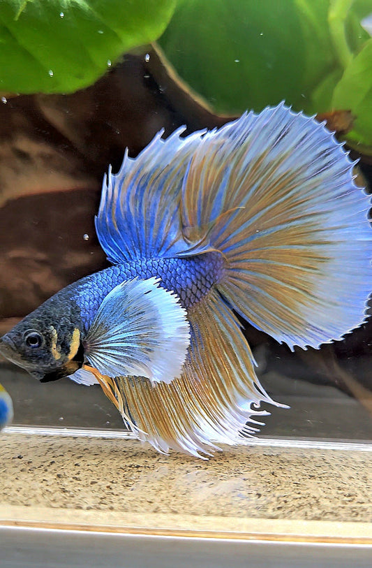 HALFMOON DUMBO EAR BLUE YELLOW MUSTARD GAS BETTA FISH