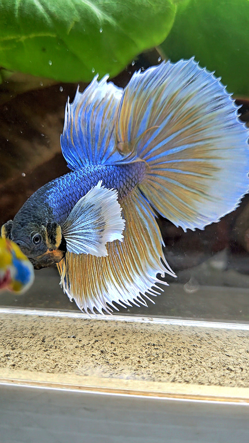HALFMOON DUMBO EAR BLUE YELLOW MUSTARD GAS BETTA FISH