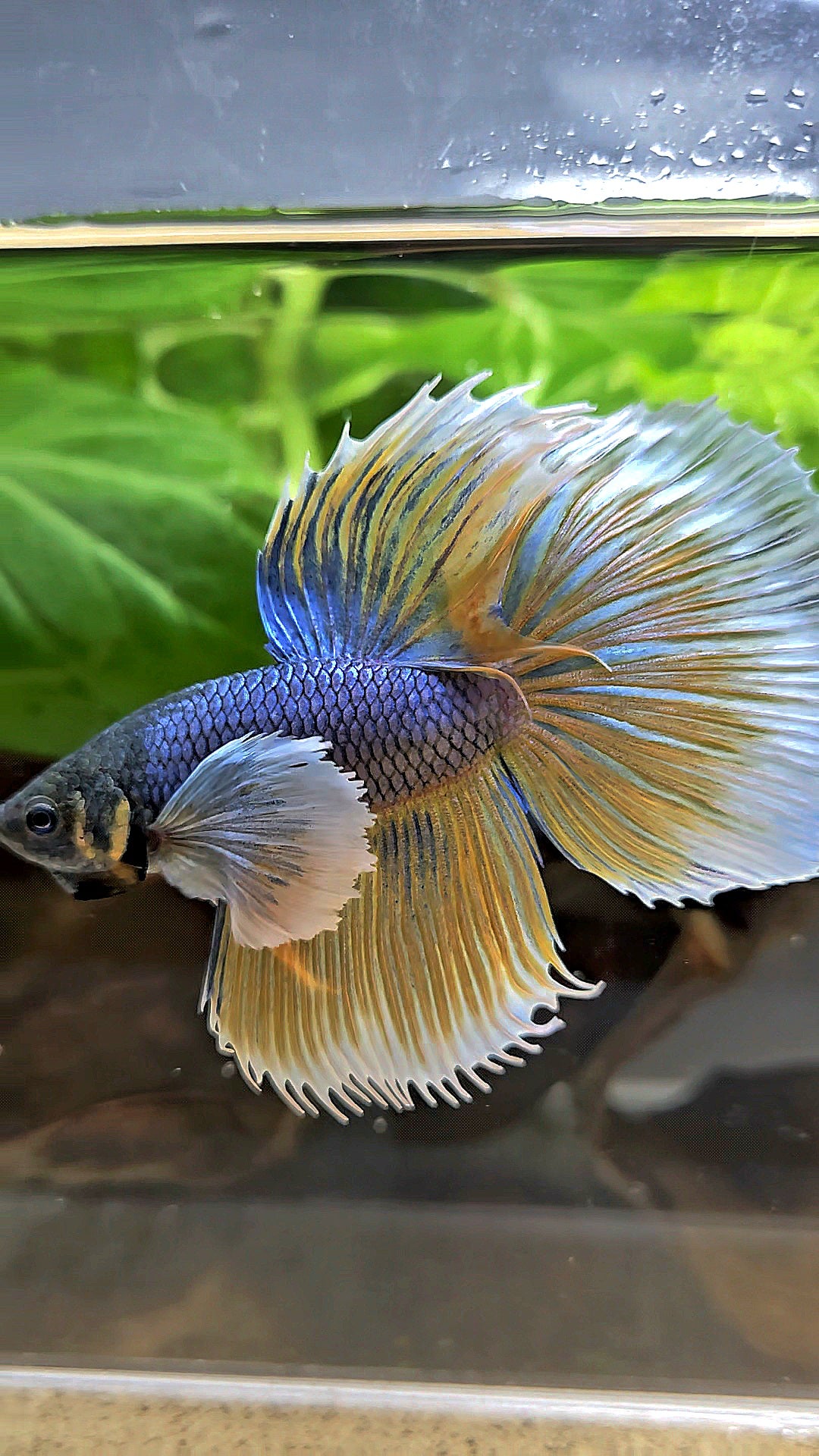 HALFMOON DUMBO EAR BLUE YELLOW MUSTARD GAS BETTA FISH