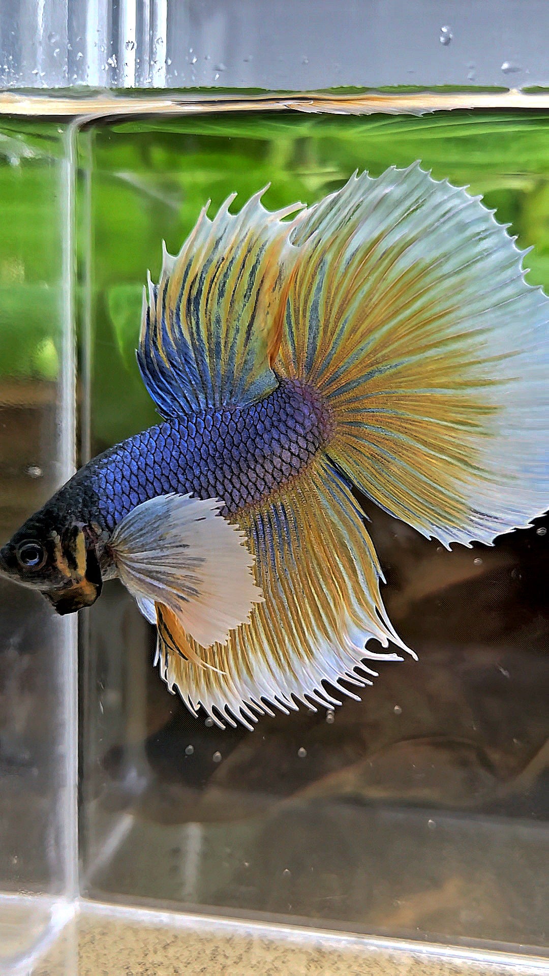 HALFMOON DUMBO EAR BLUE YELLOW MUSTARD GAS BETTA FISH
