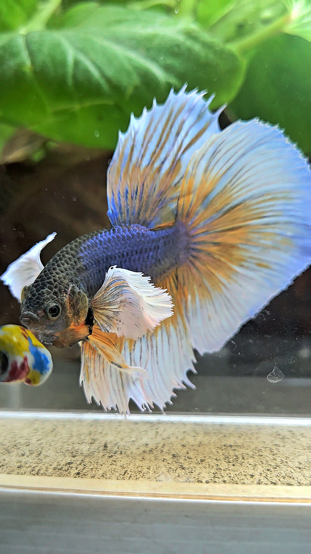 HALFMOON ROSETAIL SUPER DUMBO EAR YELLOW VIOLET MUSTARD GAS BETTA FISH