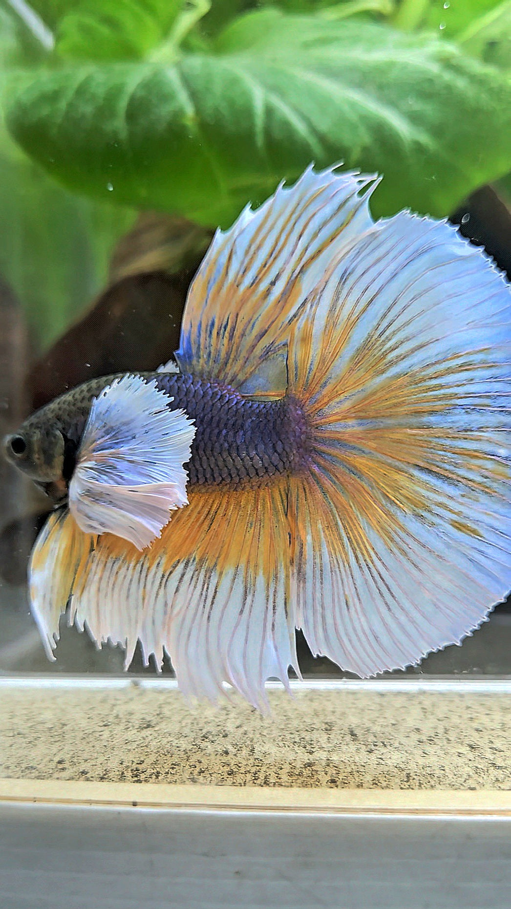 HALFMOON ROSETAIL SUPER DUMBO EAR YELLOW VIOLET MUSTARD GAS BETTA FISH
