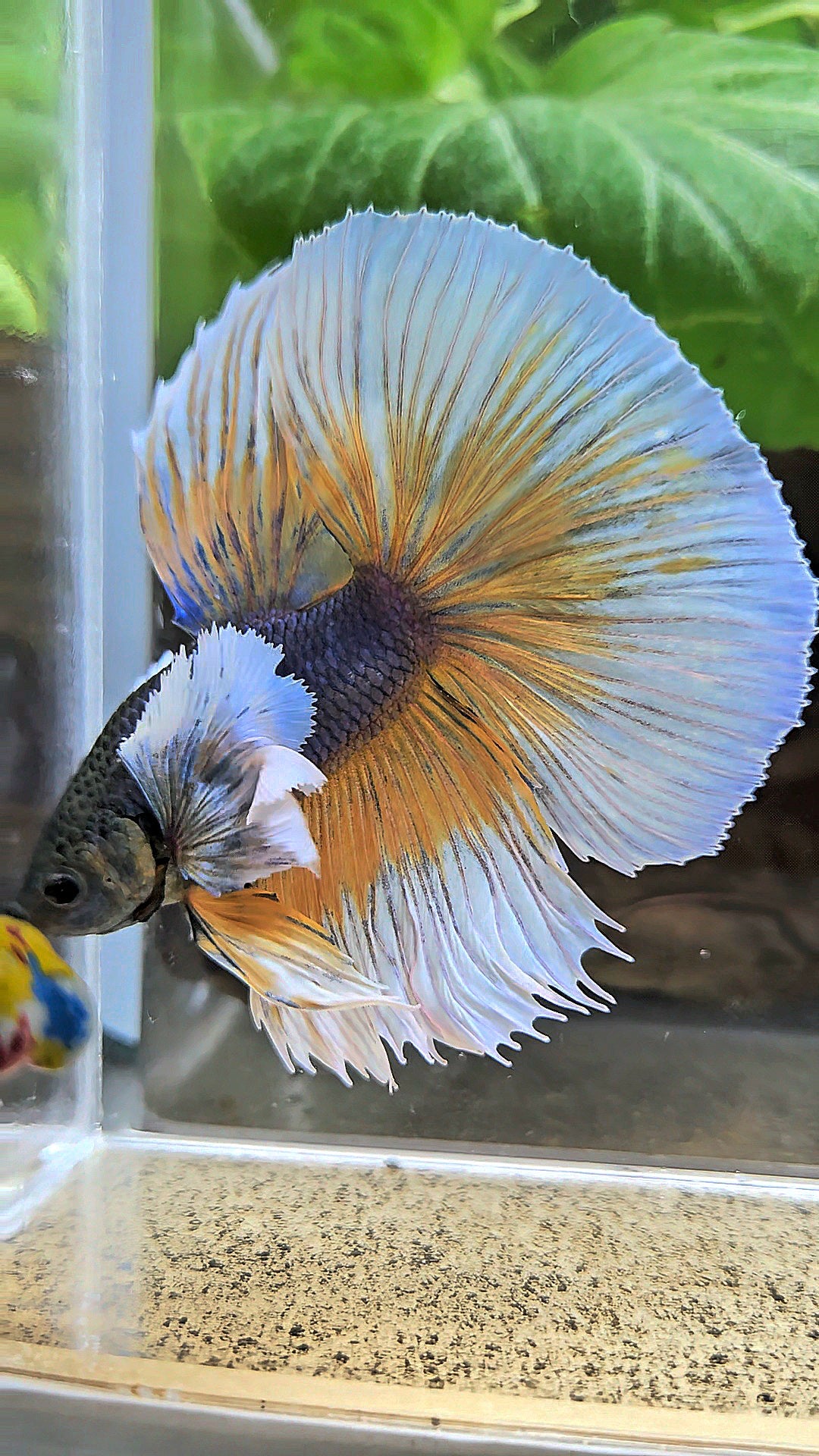 HALFMOON ROSETAIL SUPER DUMBO EAR YELLOW VIOLET MUSTARD GAS BETTA FISH