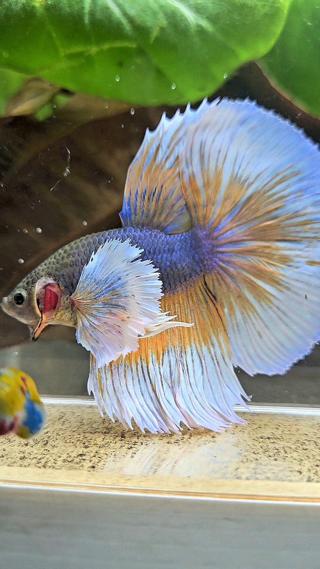 HALFMOON ROSETAIL SUPER DUMBO EAR YELLOW VIOLET MUSTARD GAS BETTA FISH