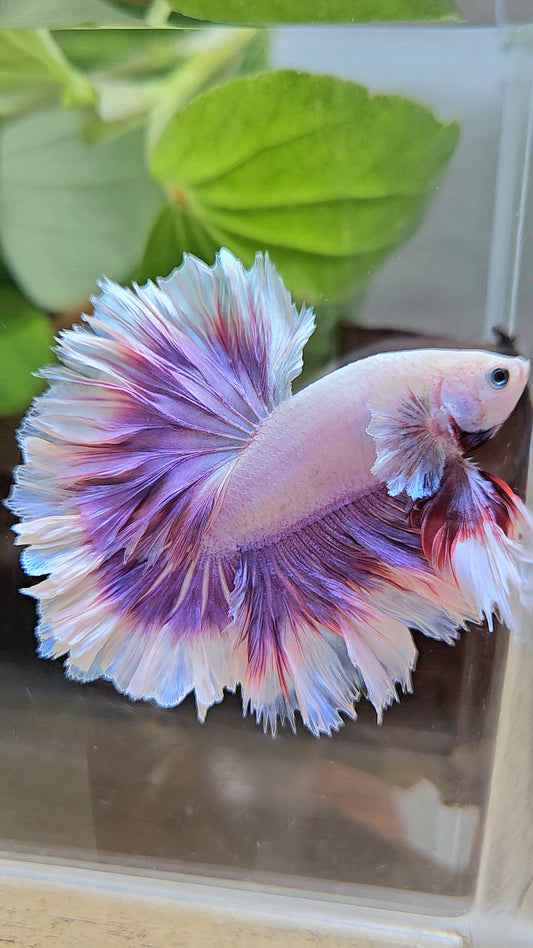 LUXURY KING FEATHER TAIL HALFMOON PURPLE BUTTERFLY BETTA FISH
