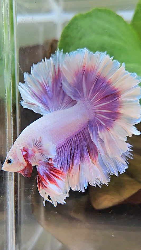 LUXURY KING FEATHER TAIL HALFMOON PURPLE BUTTERFLY BETTA FISH