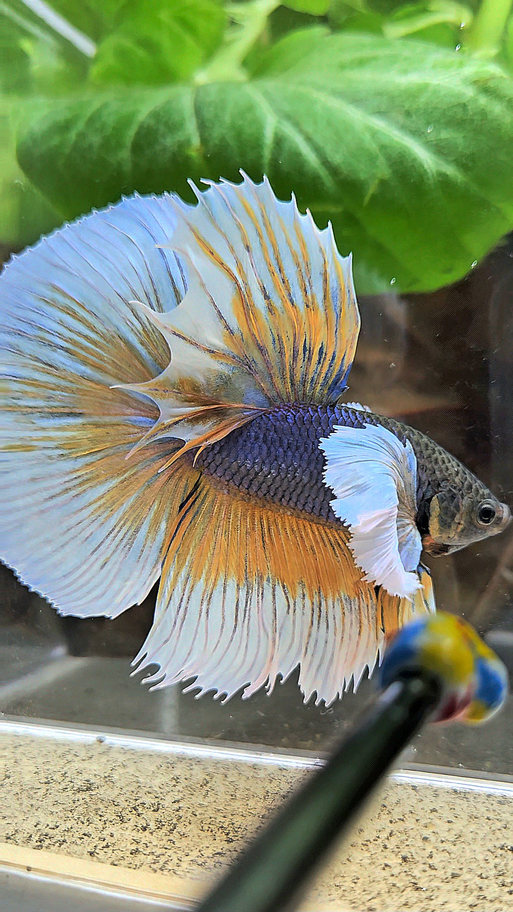HALFMOON ROSETAIL SUPER DUMBO EAR YELLOW VIOLET MUSTARD GAS BETTA FISH