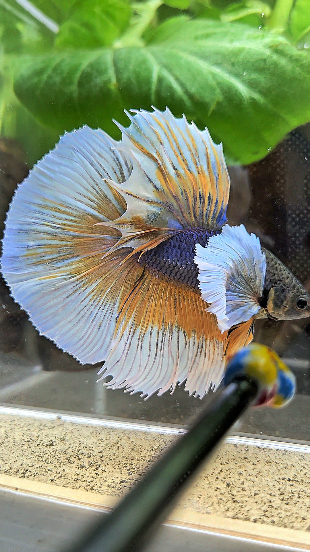 HALFMOON ROSETAIL SUPER DUMBO EAR YELLOW VIOLET MUSTARD GAS BETTA FISH