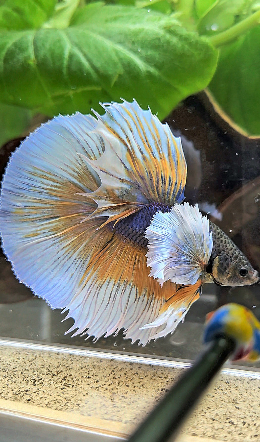 HALFMOON ROSETAIL SUPER DUMBO EAR YELLOW VIOLET MUSTARD GAS BETTA FISH