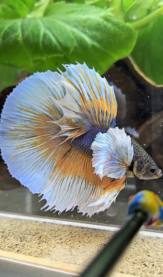 HALFMOON ROSETAIL SUPER DUMBO EAR YELLOW VIOLET MUSTARD GAS BETTA FISH