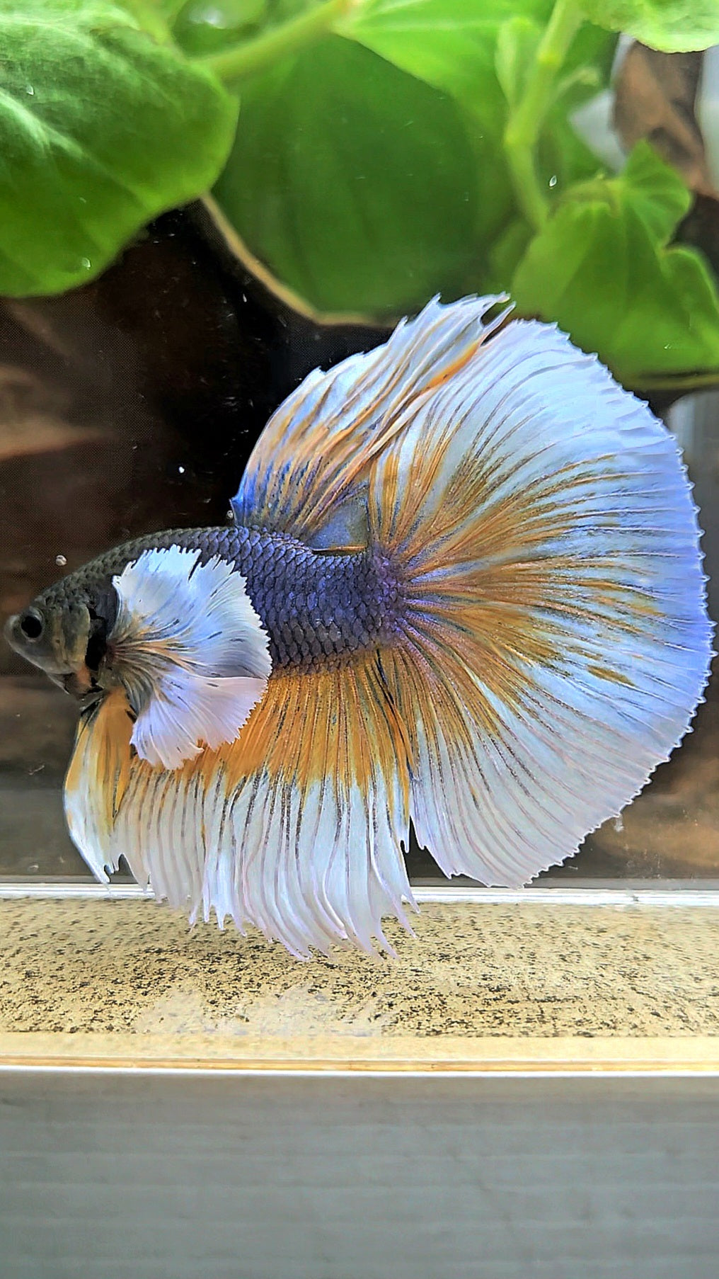 HALFMOON ROSETAIL SUPER DUMBO EAR YELLOW VIOLET MUSTARD GAS BETTA FISH