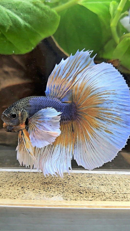HALFMOON ROSETAIL SUPER DUMBO EAR YELLOW VIOLET MUSTARD GAS BETTA FISH