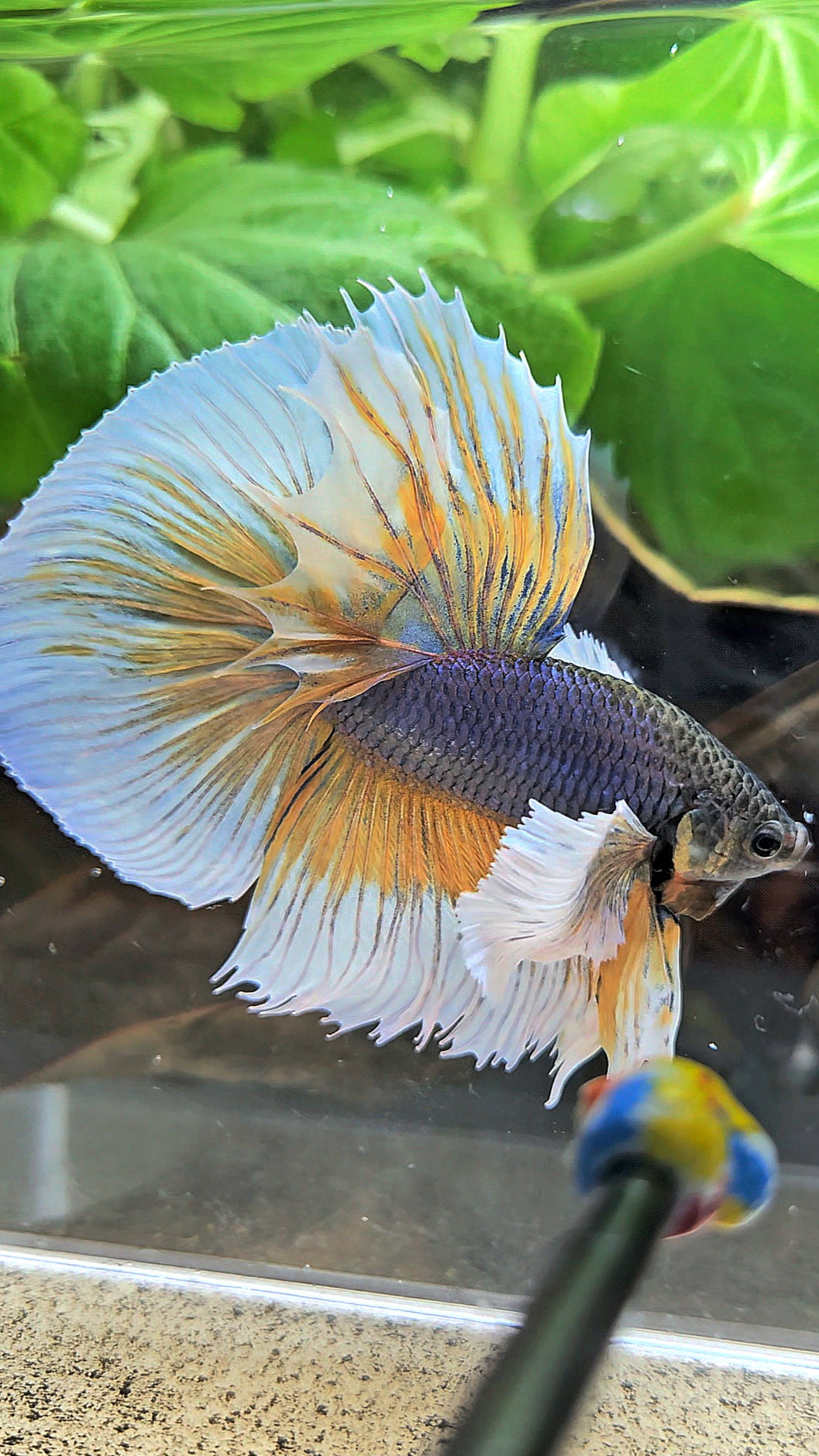 HALFMOON ROSETAIL SUPER DUMBO EAR YELLOW VIOLET MUSTARD GAS BETTA FISH