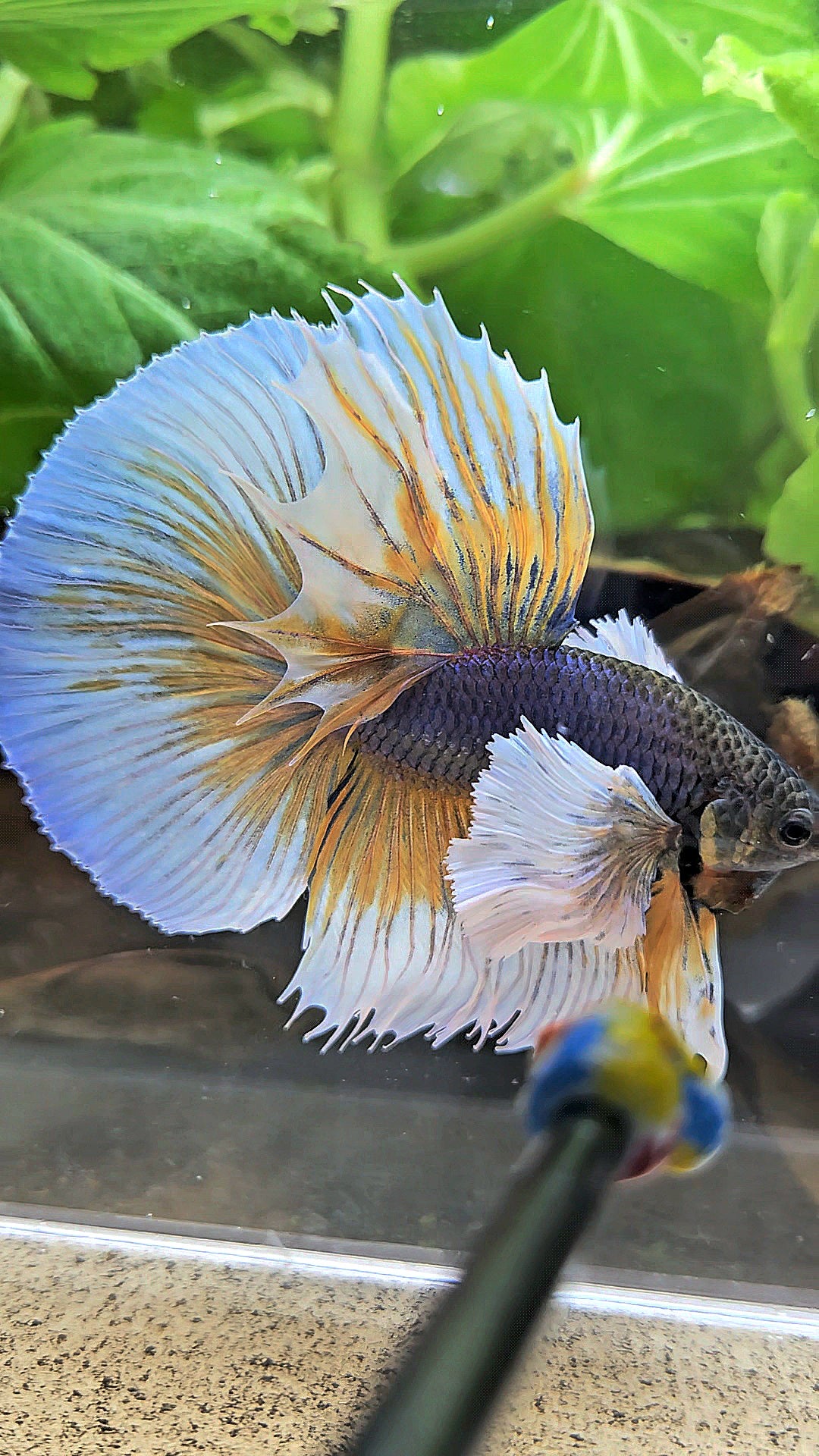 HALFMOON ROSETAIL SUPER DUMBO EAR YELLOW VIOLET MUSTARD GAS BETTA FISH