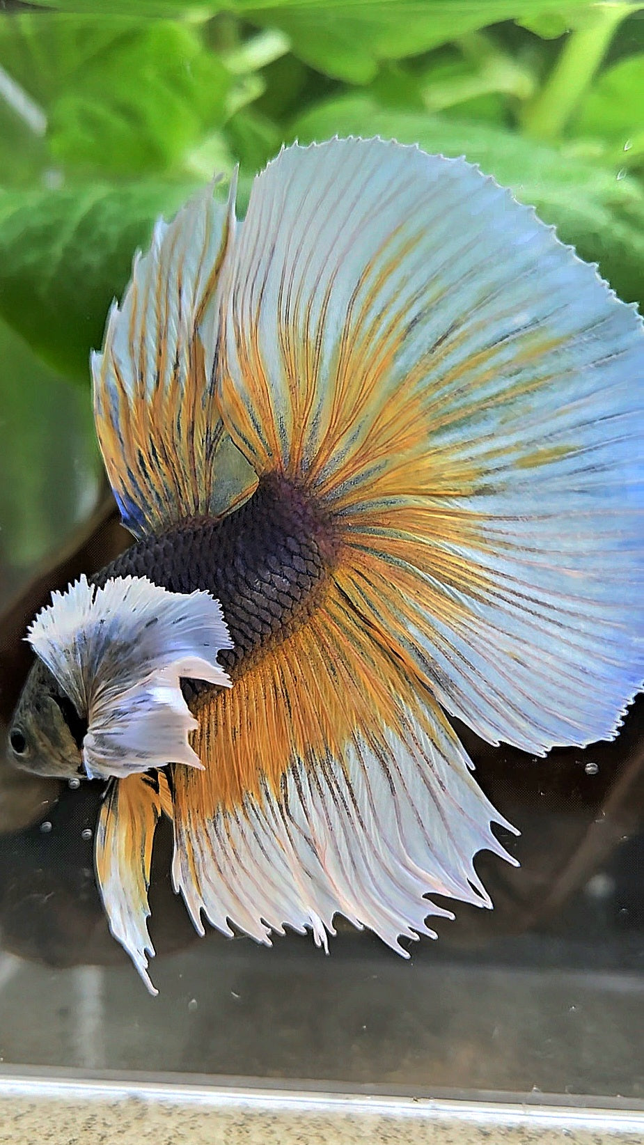 HALFMOON ROSETAIL SUPER DUMBO EAR YELLOW VIOLET MUSTARD GAS BETTA FISH