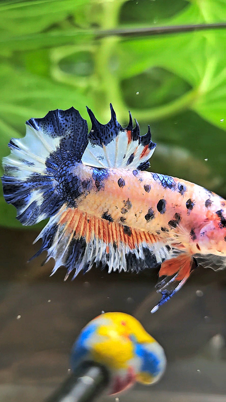 CROWNTAIL PLAKAT FLAMINGGO BLUE DOTS MARBLE BETTA FISH