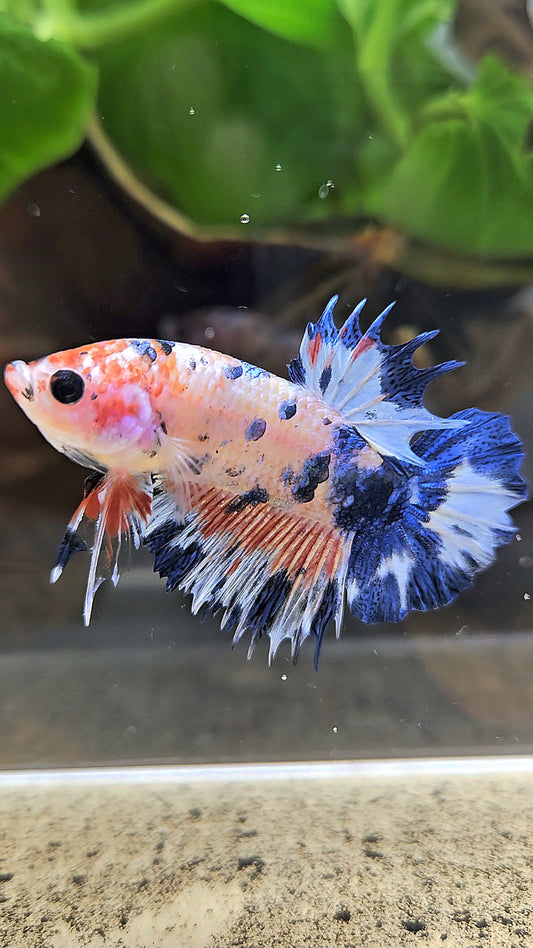 CROWNTAIL PLAKAT FLAMINGGO BLUE DOTS MARBLE BETTA FISH