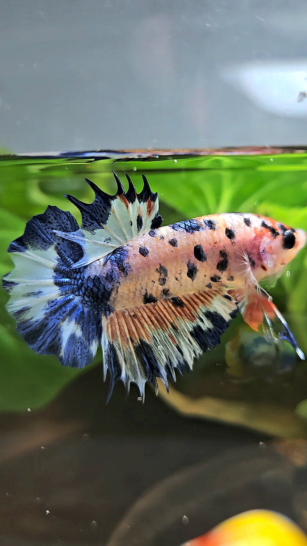 CROWNTAIL PLAKAT FLAMINGGO BLUE DOTS MARBLE BETTA FISH