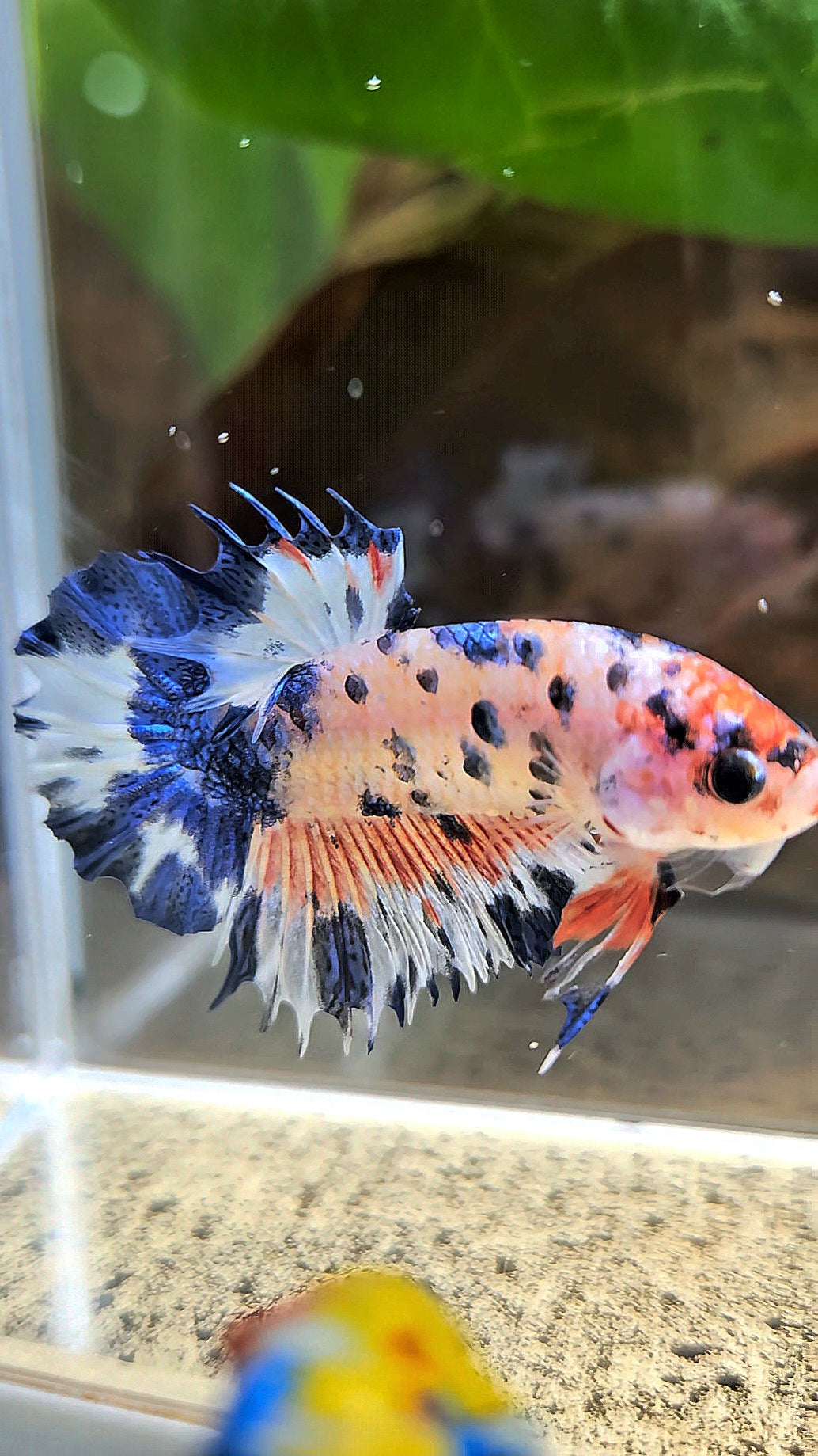 CROWNTAIL PLAKAT FLAMINGGO BLUE DOTS MARBLE BETTA FISH