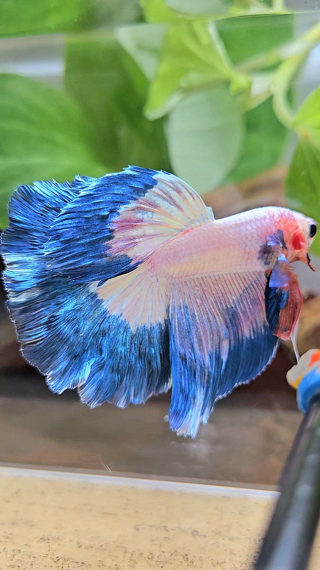 HALFMOON ROSETAIL BLUE RIM PINK FLAMINGGO BETTA FISH