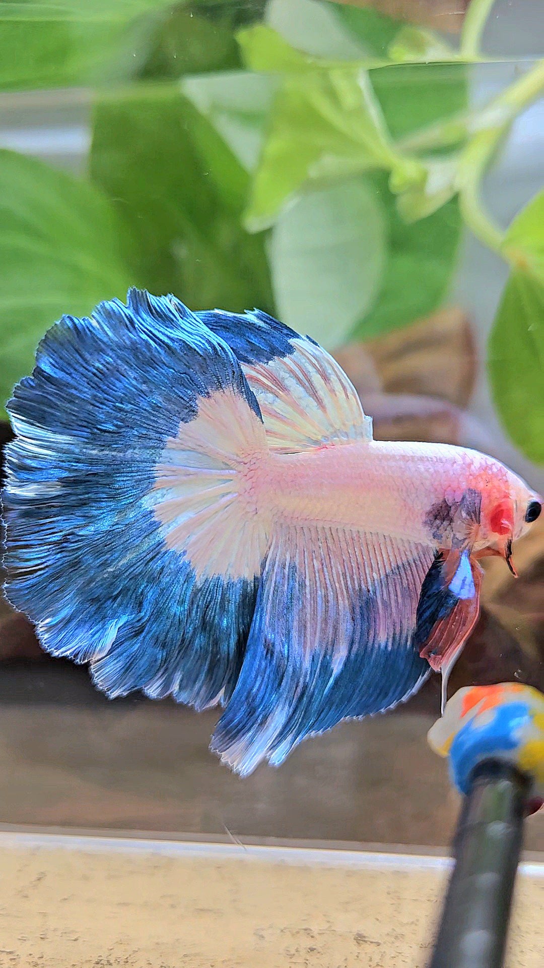 HALFMOON ROSETAIL BLUE RIM PINK FLAMINGGO BETTA FISH