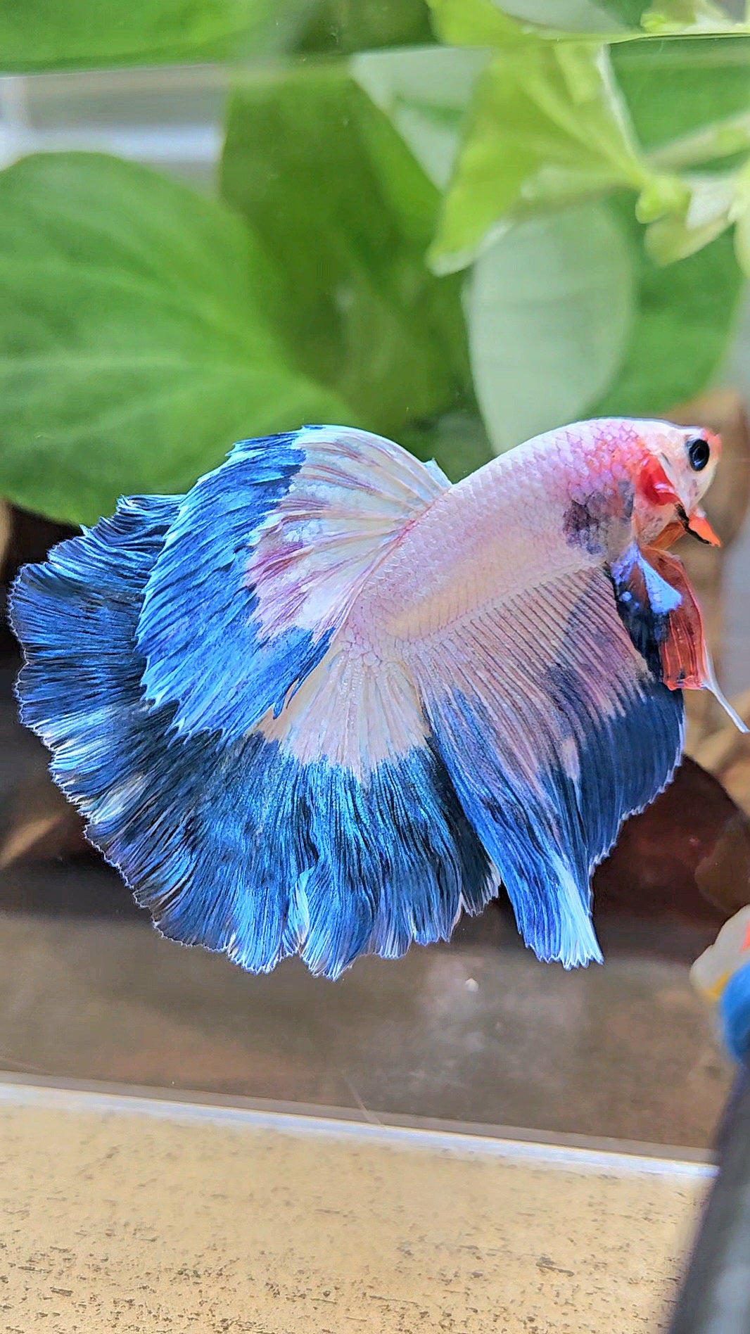 HALFMOON ROSETAIL BLUE RIM PINK FLAMINGGO BETTA FISH