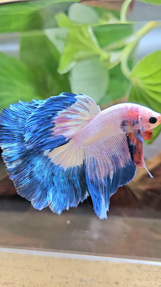 HALFMOON ROSETAIL BLUE RIM PINK FLAMINGGO BETTA FISH