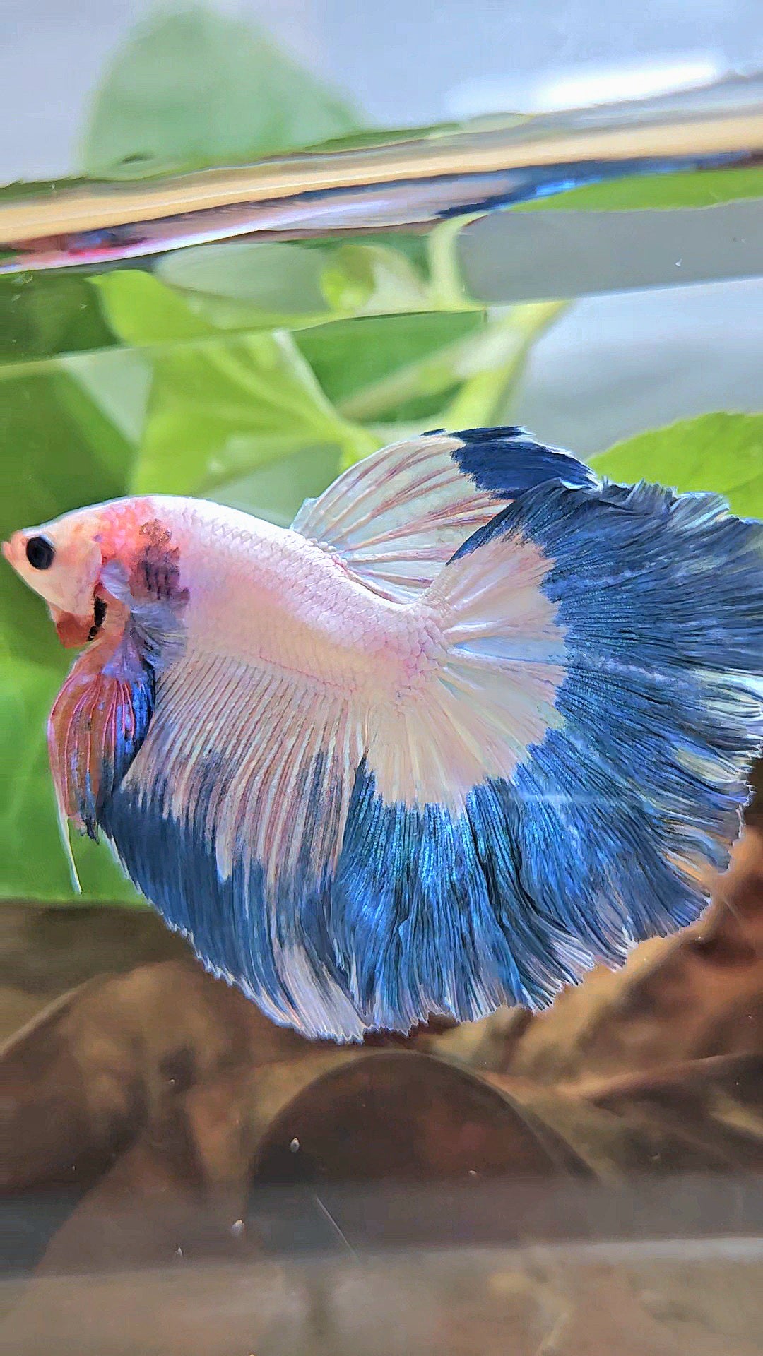 HALFMOON ROSETAIL BLUE RIM PINK FLAMINGGO BETTA FISH