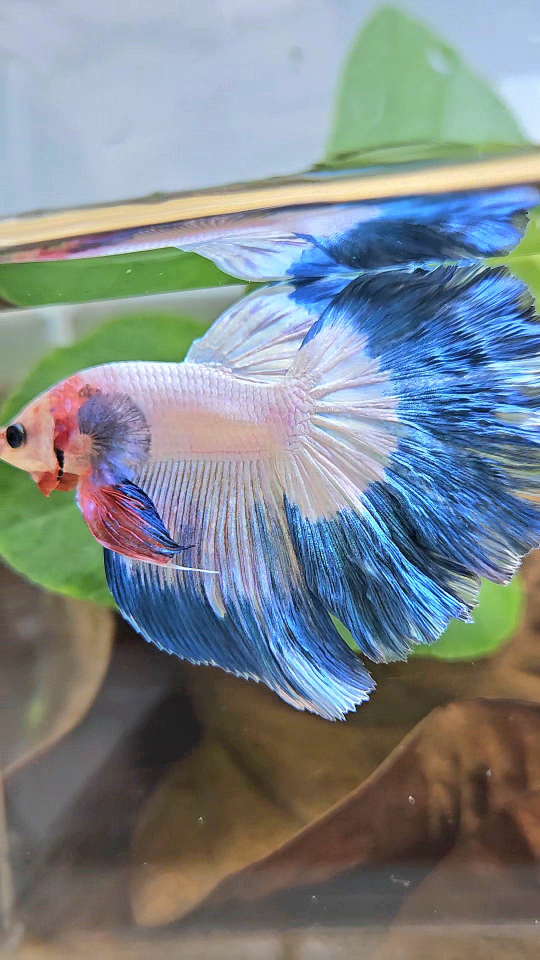 HALFMOON ROSETAIL BLUE RIM PINK FLAMINGGO BETTA FISH