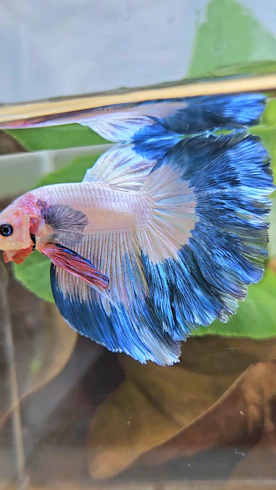 HALFMOON ROSETAIL BLUE RIM PINK FLAMINGGO BETTA FISH