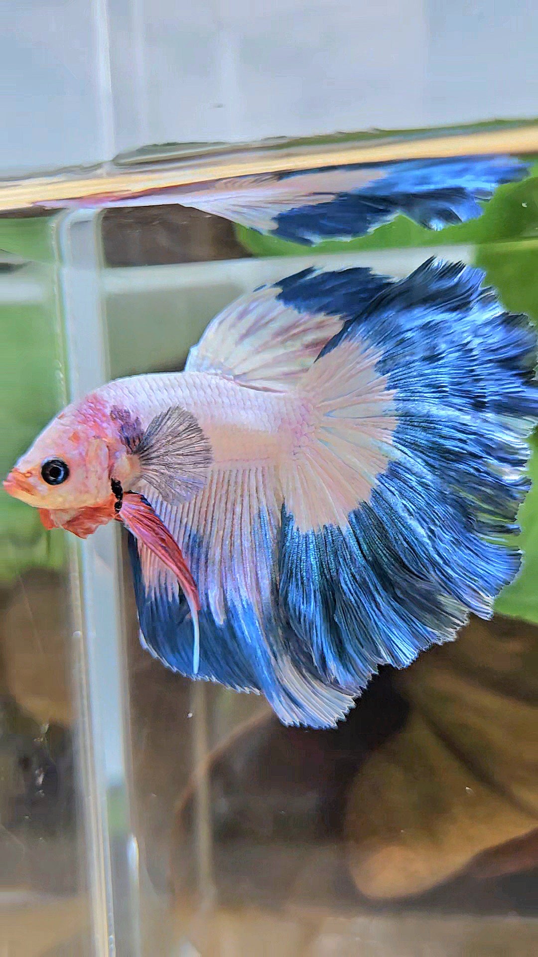 HALFMOON ROSETAIL BLUE RIM PINK FLAMINGGO BETTA FISH