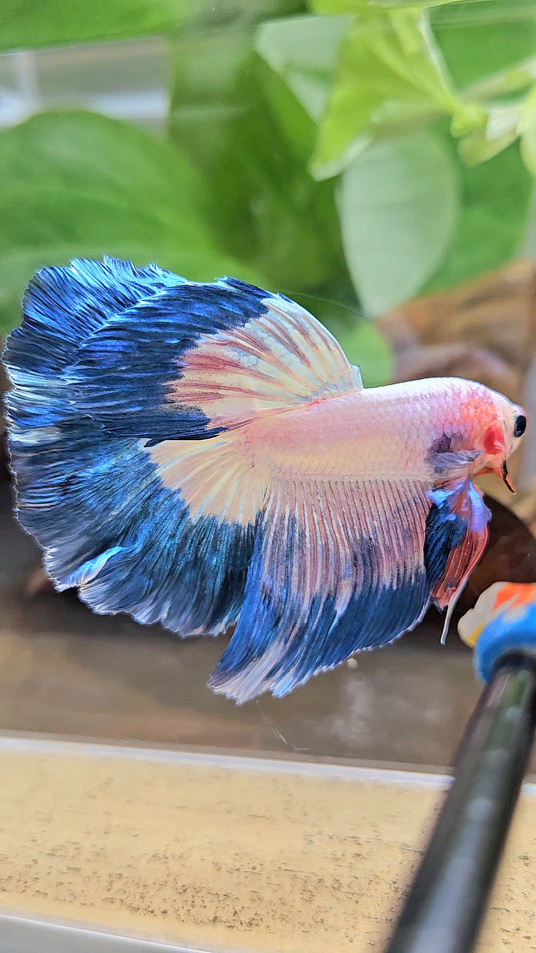 HALFMOON ROSETAIL BLUE RIM PINK FLAMINGGO BETTA FISH