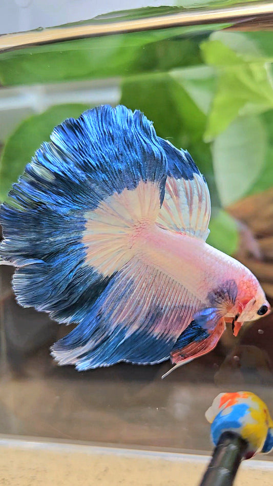 HALFMOON ROSETAIL BLUE RIM PINK FLAMINGGO BETTA FISH