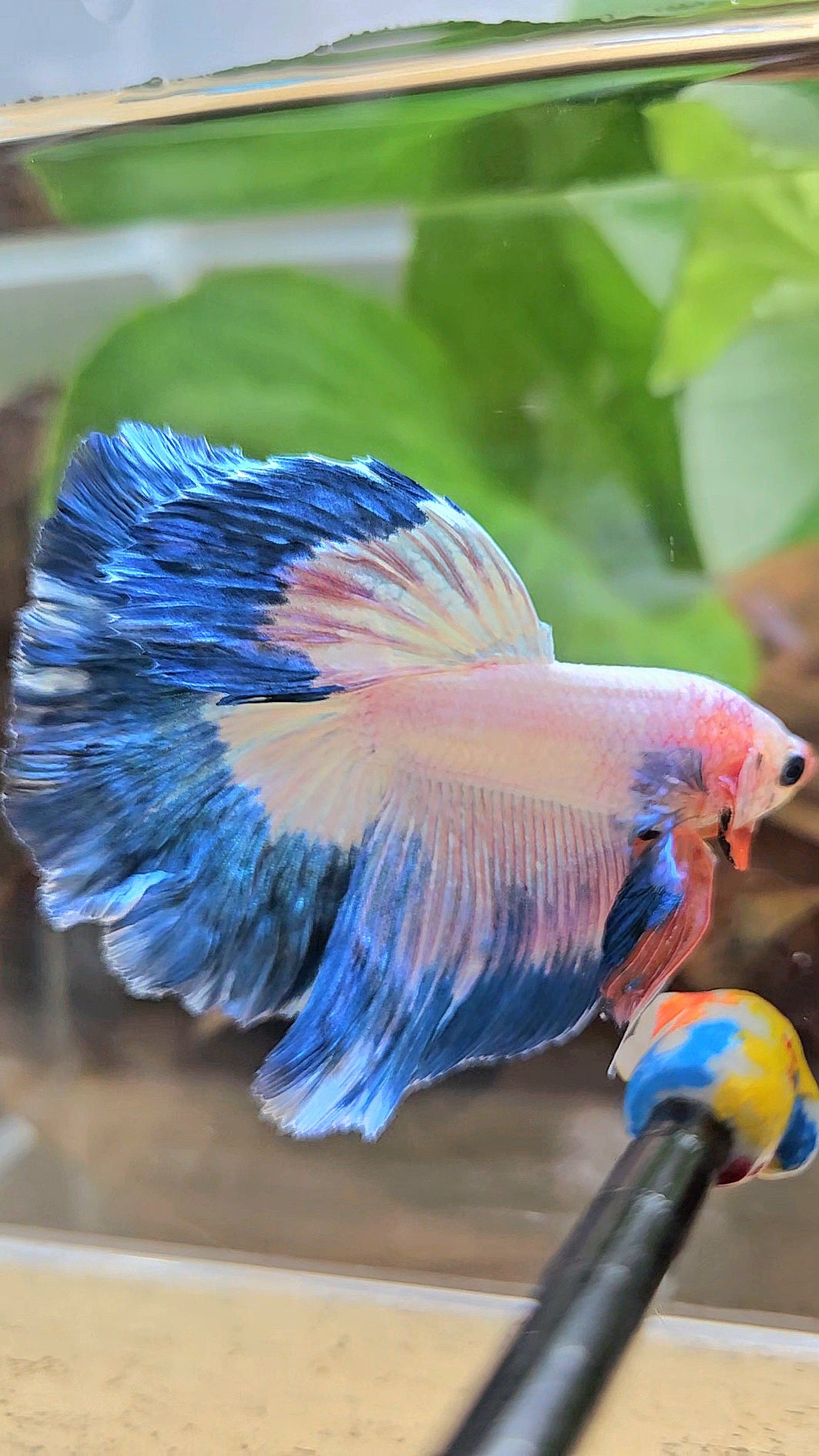 HALFMOON ROSETAIL BLUE RIM PINK FLAMINGGO BETTA FISH