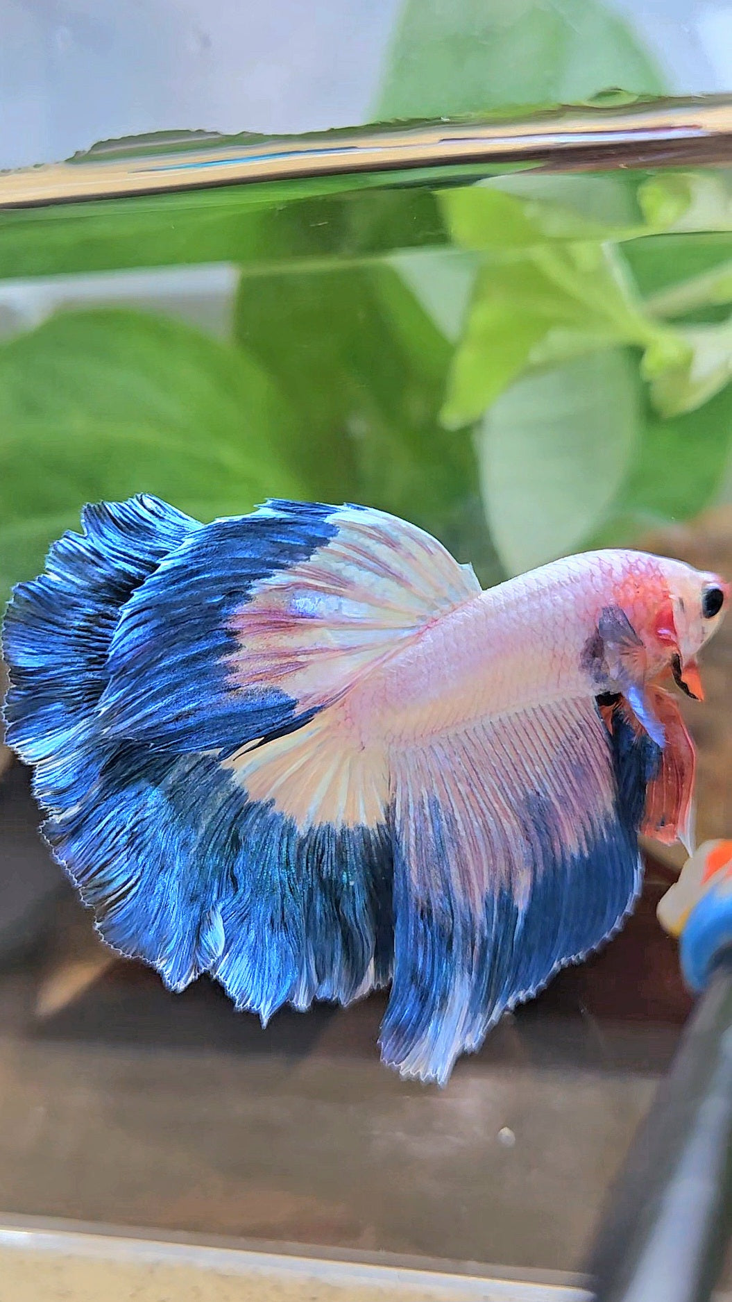 HALFMOON ROSETAIL BLUE RIM PINK FLAMINGGO BETTA FISH