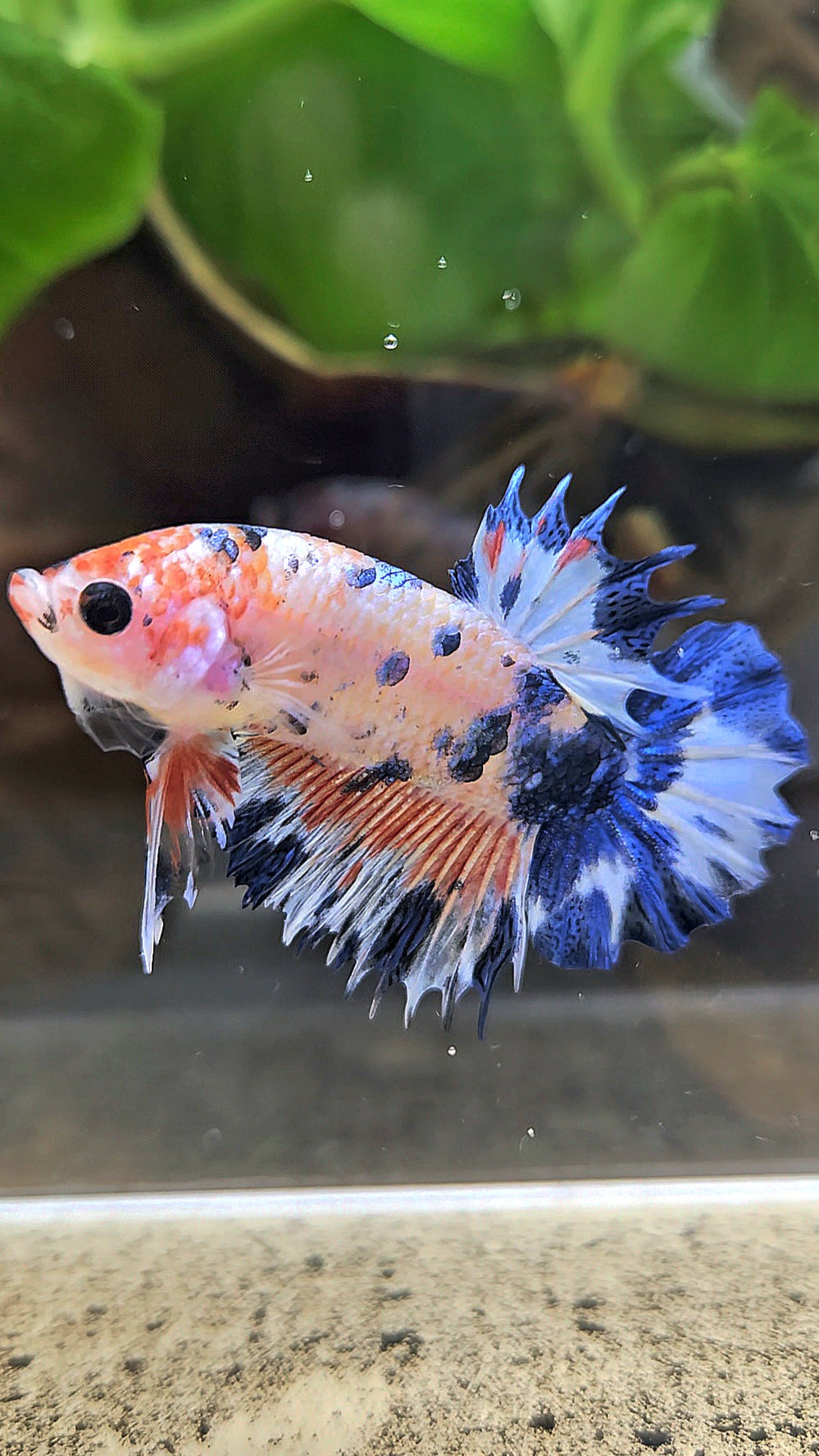 CROWNTAIL PLAKAT FLAMINGGO BLUE DOTS MARBLE BETTA FISH