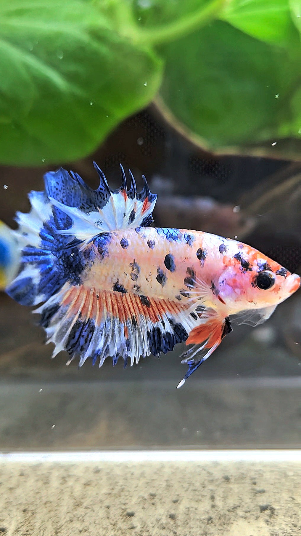 CROWNTAIL PLAKAT FLAMINGGO BLUE DOTS MARBLE BETTA FISH