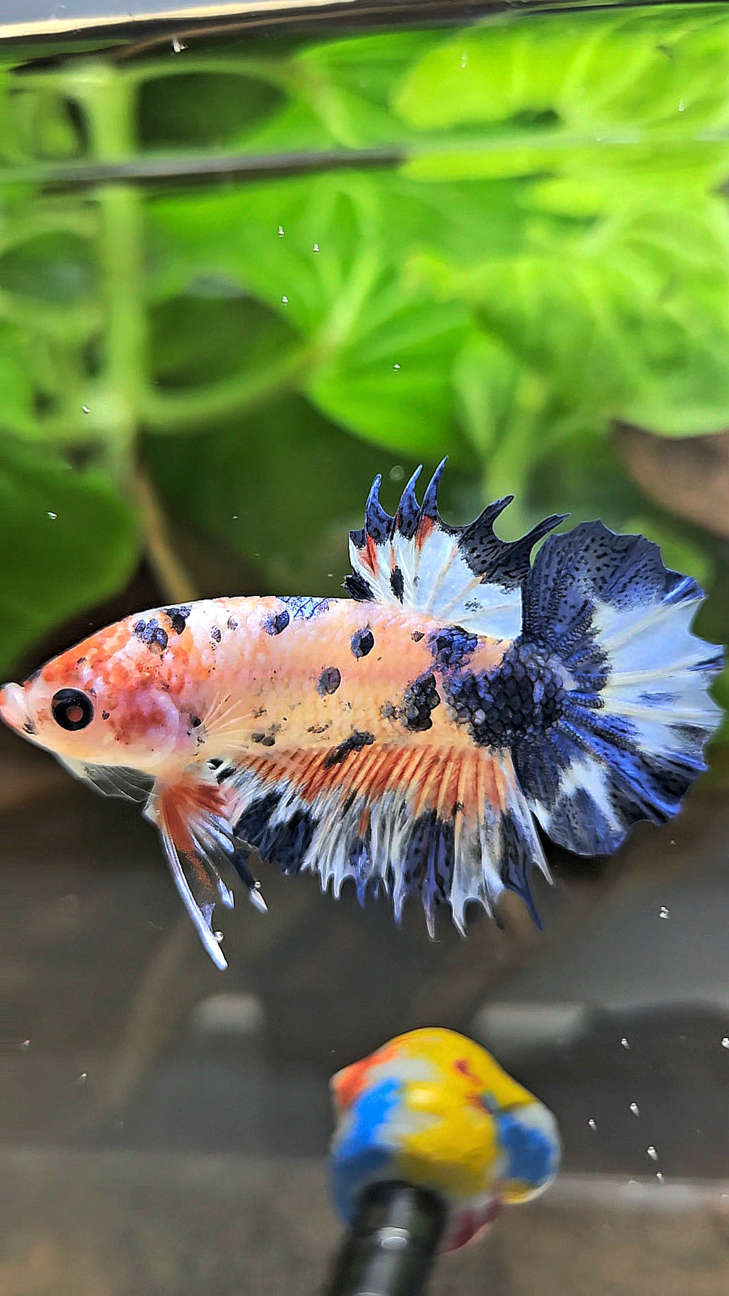 CROWNTAIL PLAKAT FLAMINGGO BLUE DOTS MARBLE BETTA FISH