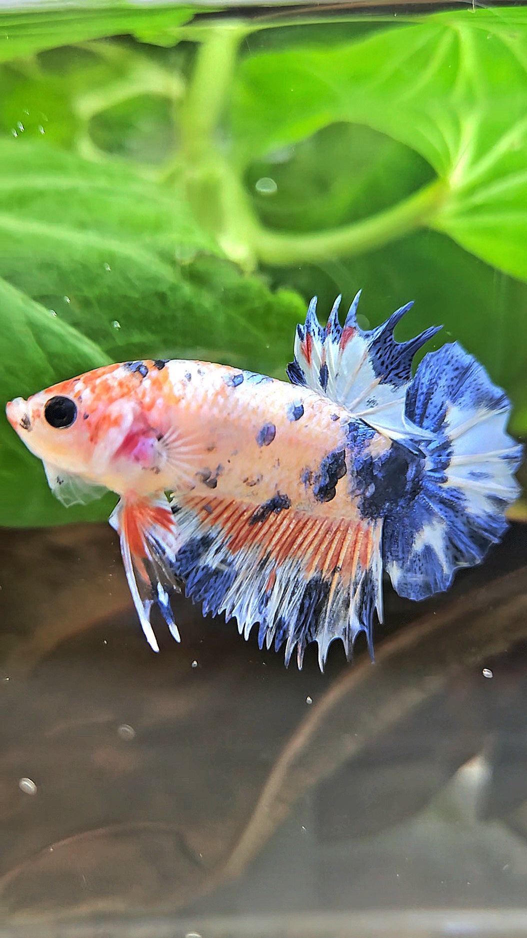CROWNTAIL PLAKAT FLAMINGGO BLUE DOTS MARBLE BETTA FISH