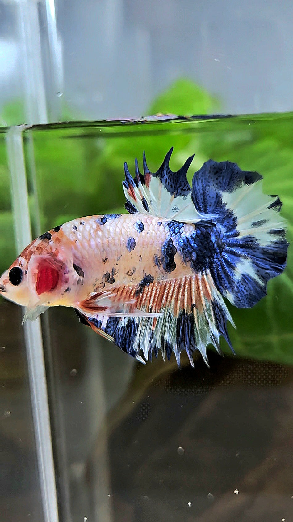 CROWNTAIL PLAKAT FLAMINGGO BLUE DOTS MARBLE BETTA FISH
