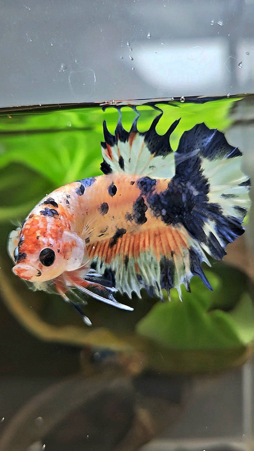 CROWNTAIL PLAKAT FLAMINGGO BLUE DOTS MARBLE BETTA FISH