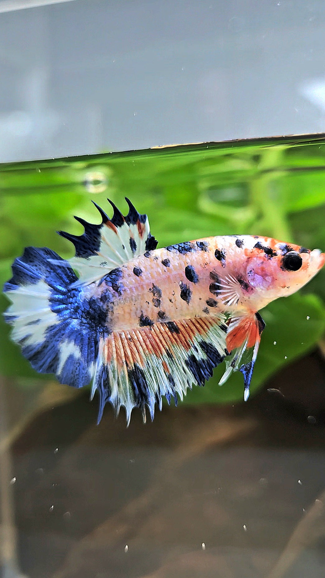 CROWNTAIL PLAKAT FLAMINGGO BLUE DOTS MARBLE BETTA FISH