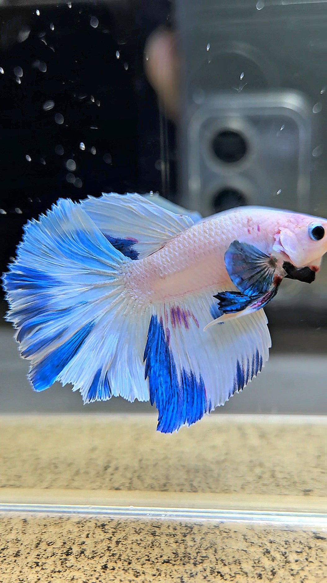 HALFMOON WHITE BLUE MARBLE PATTERN BETTA FISH