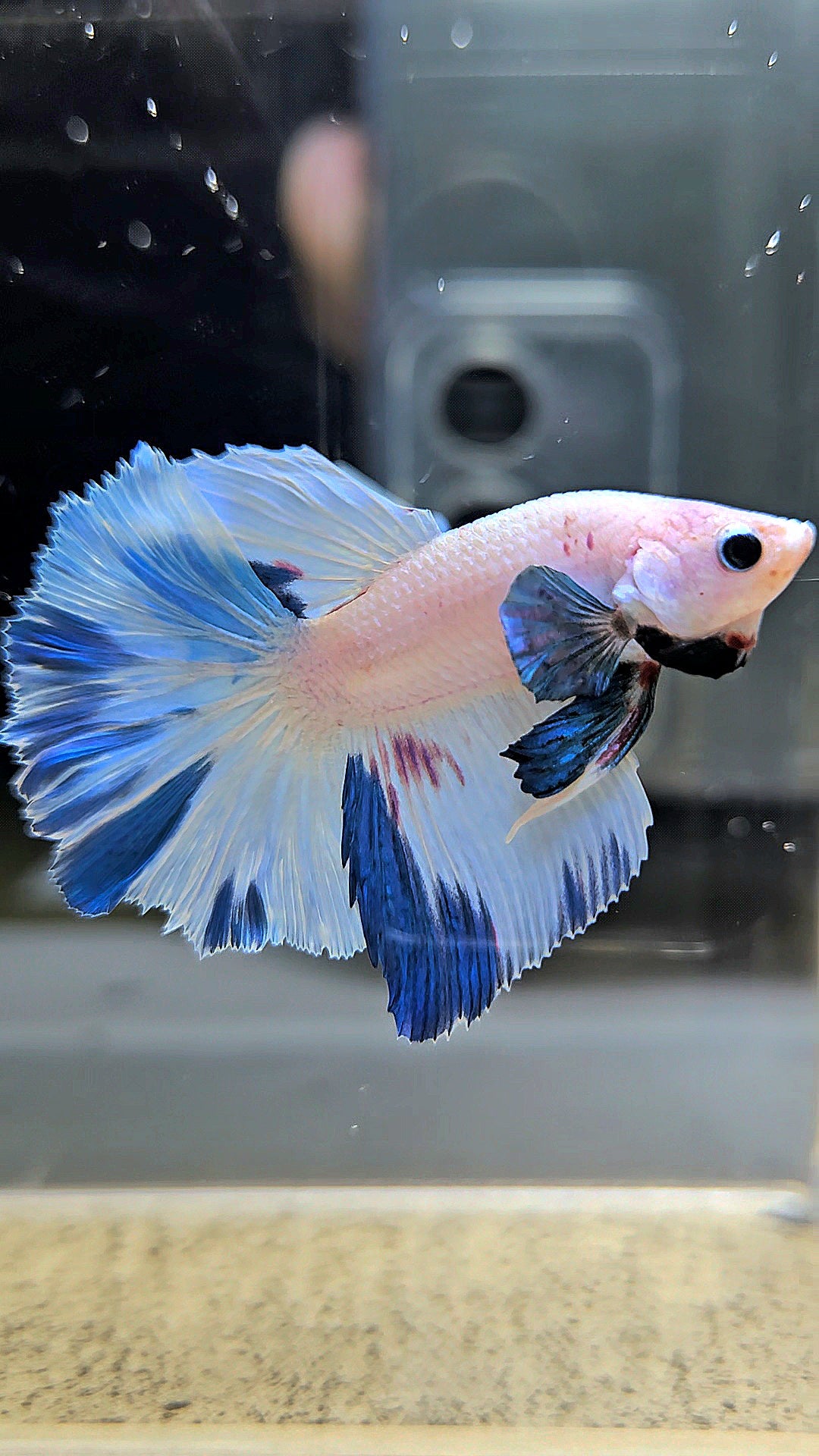 HALFMOON WHITE BLUE MARBLE PATTERN BETTA FISH