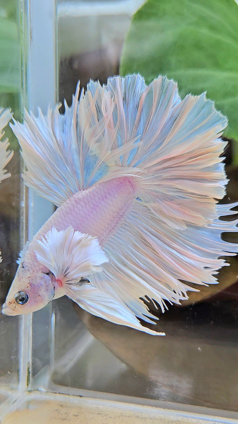 HALFMOON FEATHER TAIL DUMBO EAR WHITE OPQUE BETTA FISH