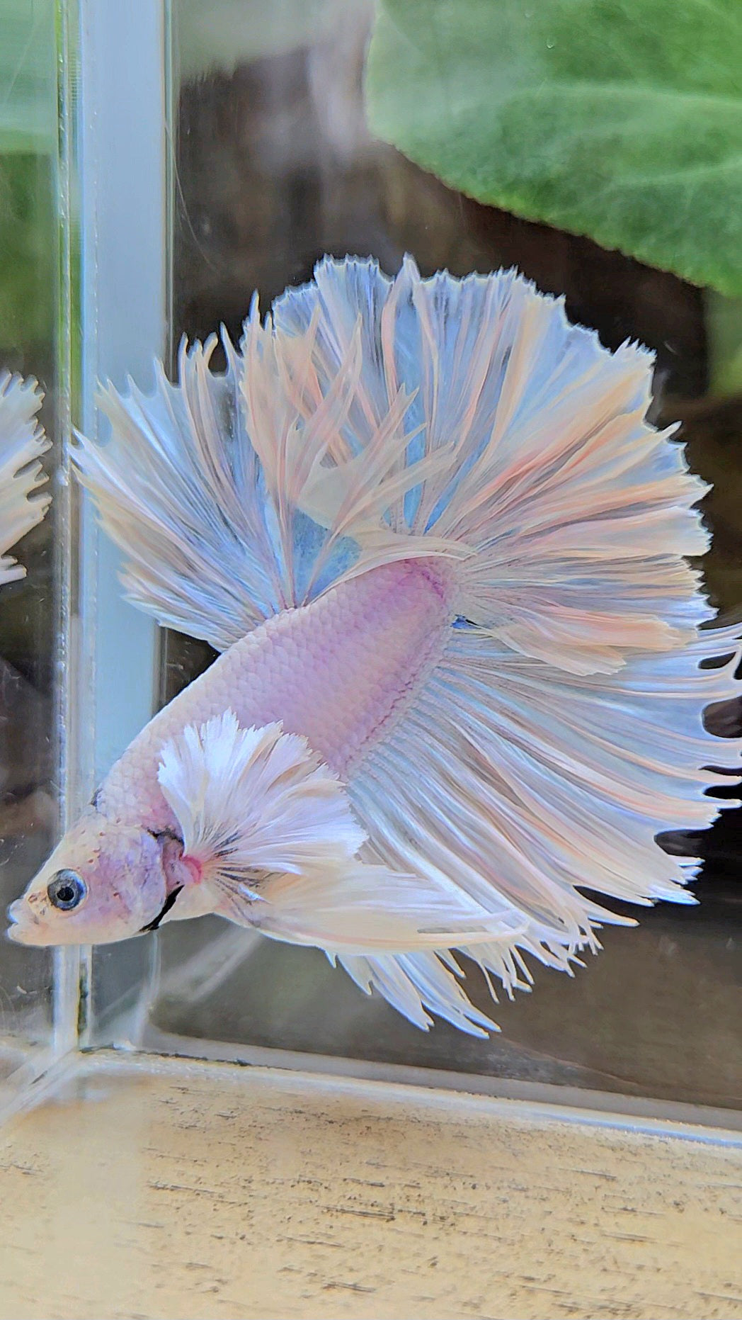 HALFMOON FEATHER TAIL DUMBO EAR WHITE OPQUE BETTA FISH