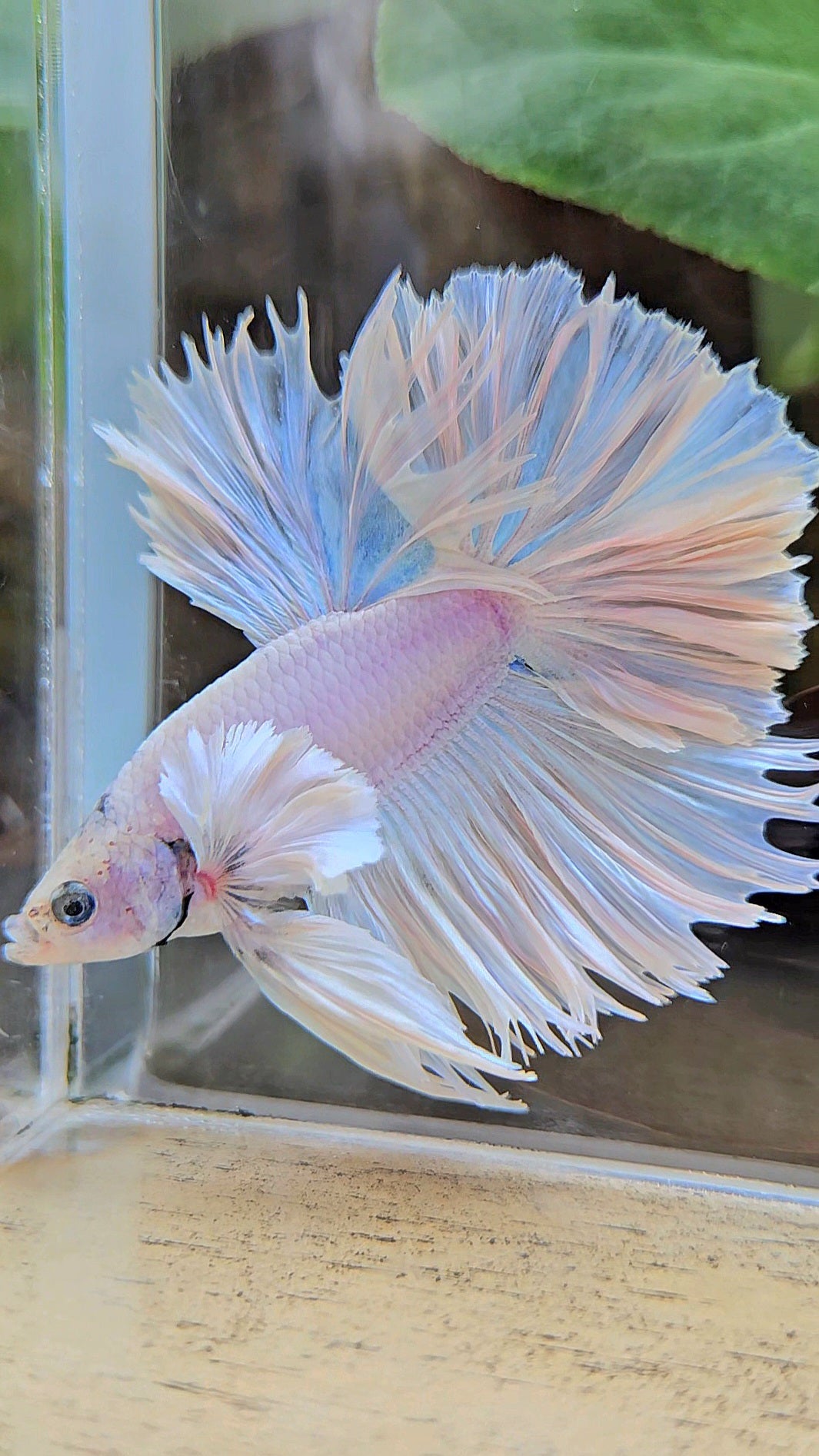 HALFMOON FEATHER TAIL DUMBO EAR WHITE OPQUE BETTA FISH